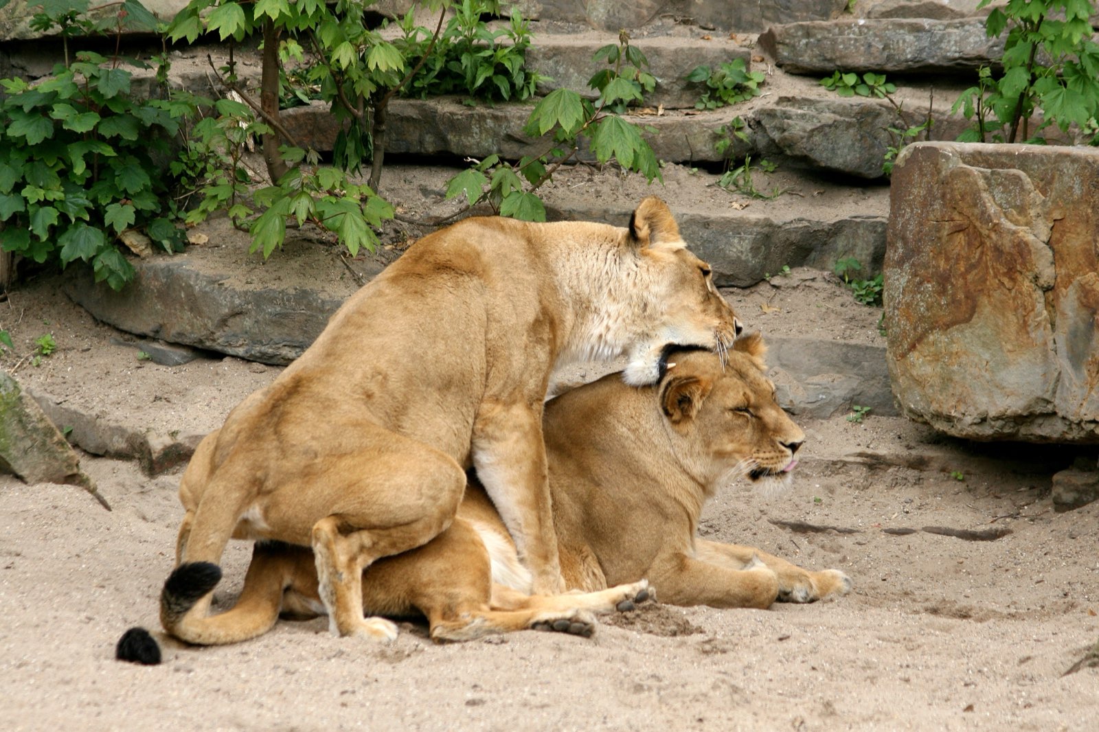 Twee leeuwen tijdens de paring in ARTIS