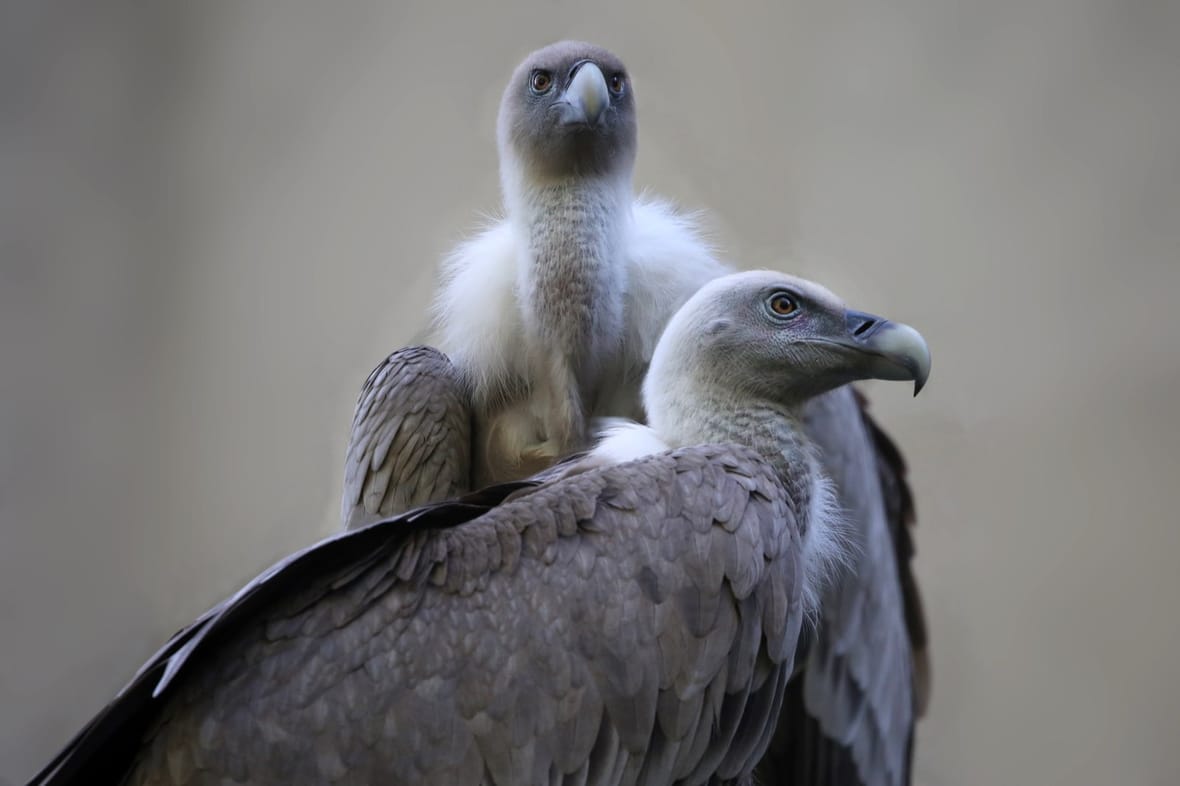 Twee vale gieren tegen elkaar aan in ARTIS