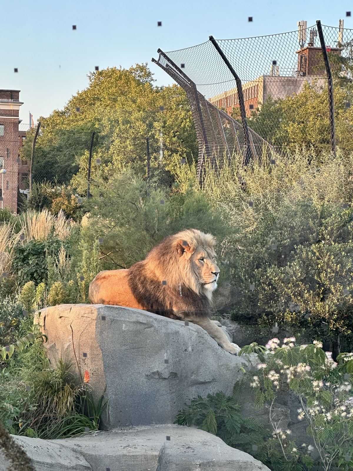 Een leeuw op de rotsen in zijn verblijf in ARTIS