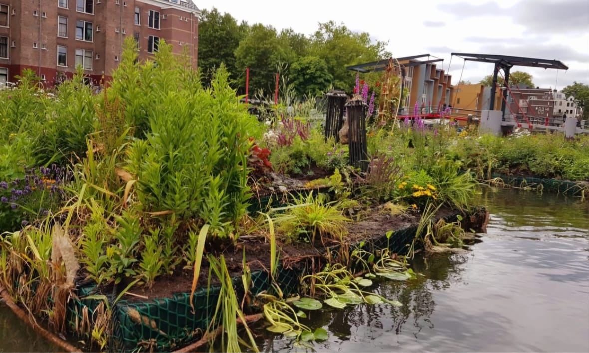 Beplanting op een drijvende tuin in de Wittenburgervaart, met een ophaalbrug op de achtergrond