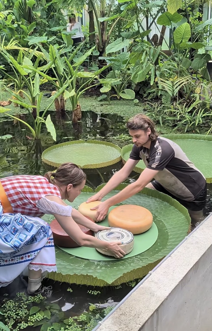 Medewerkers van de Hortus en Fromagerie Kef stapelen kazen op het drijvende blad van de Victoria-waterlelie