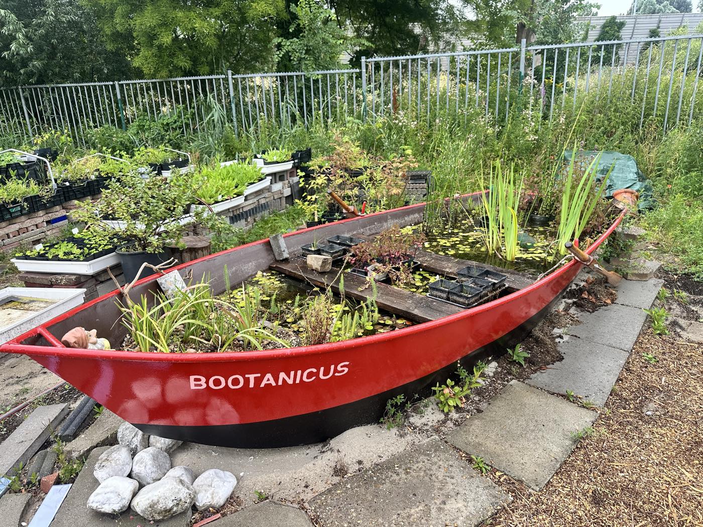 Het oude bootje Bootanicus, opgeknapt tot minivijver tussen de kratten met jonge planten