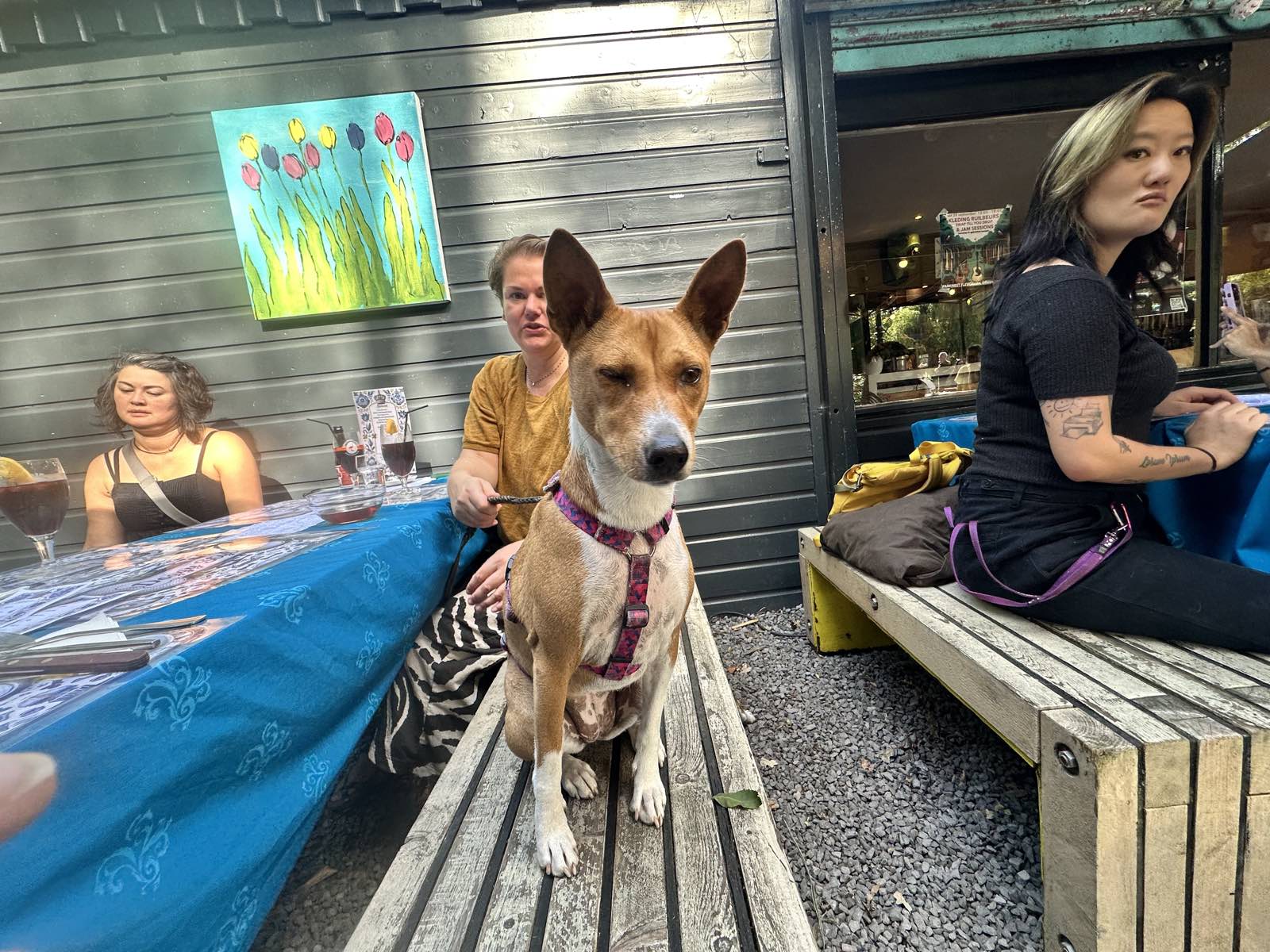 Een hond zit op de bank aan tafel op het terras van Parknest, tussen de gasten