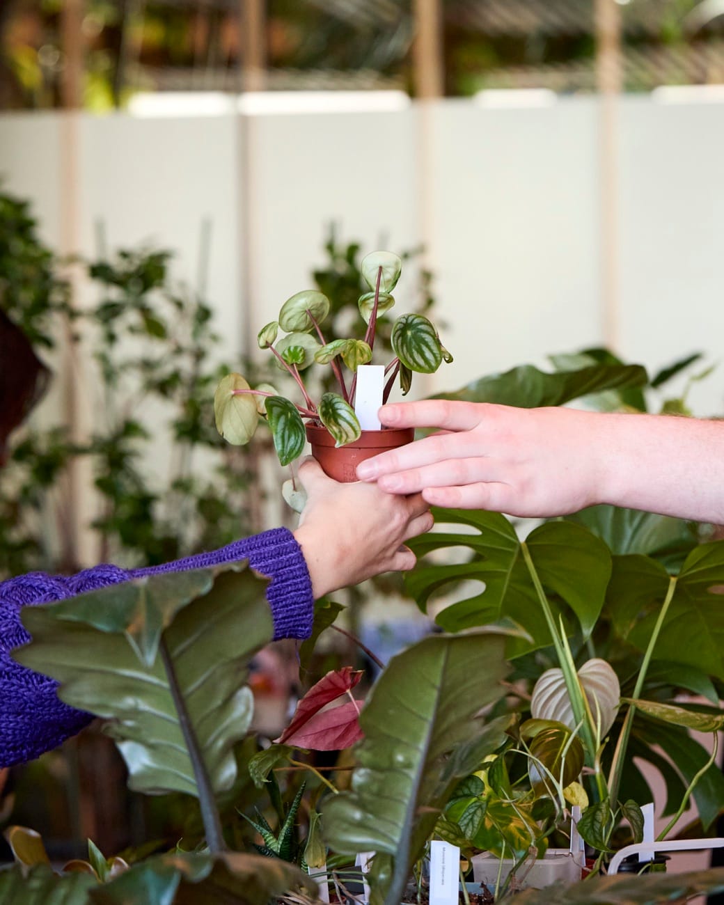 Een plant wordt over een tafel vol groen aan een bezoeker overhandigd
